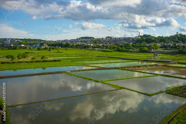 Fototapeta Japan is the ninth largest producer of rice in the world.