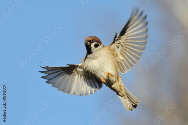Obraz Flying Tree Sparrow against bright blue sky background