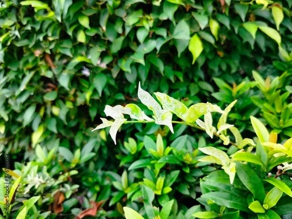 Obraz green leaves background