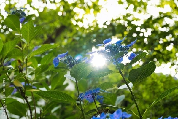 Fototapeta 紫陽花