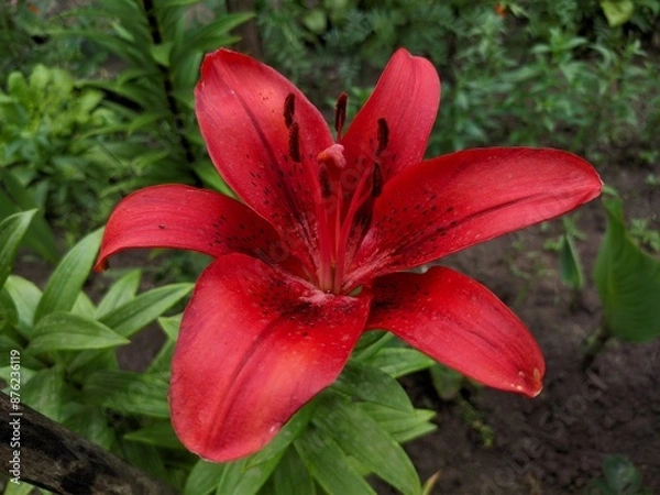Obraz red tiger lily