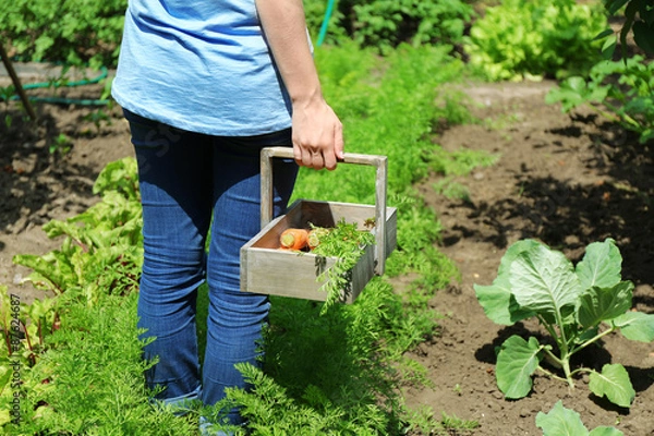 Obraz Female hands with wooden basket of new fresh carrots in garden