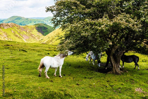 Fototapeta A wild horse is eating leaves from a tree.
