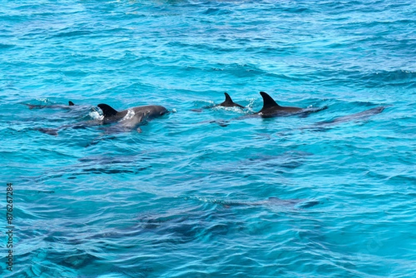 Fototapeta Delphine