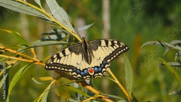 Fototapeta Papilio machaon sits on a willow.