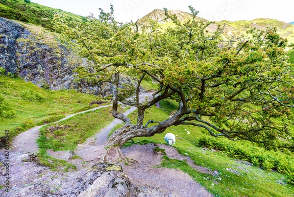 Fototapeta Old tree growing on a path to mountains