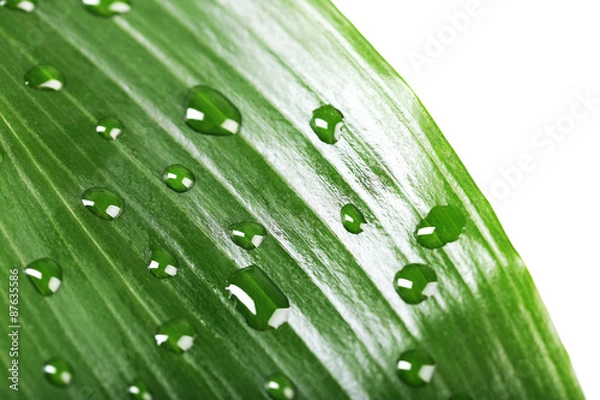 Fototapeta Green leaf with droplets, closeup