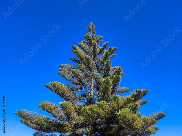 Fototapeta Close-up of a pine tree against a bright blue sky