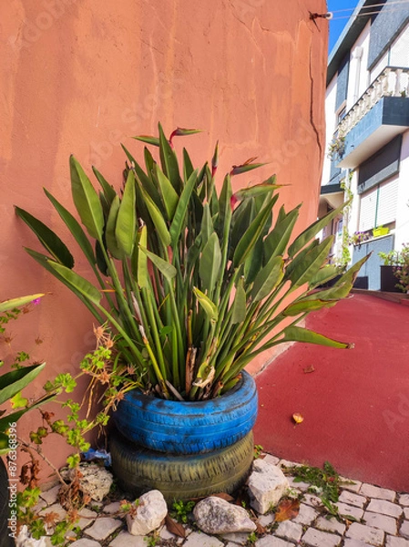 Fototapeta Potted Strelitzia plant in colorful recycled tire planter against a red wall. Central Portugal, Europe