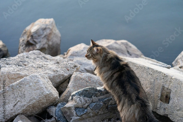 Fototapeta A fluffy brown cat with green eyes perched on large rocks by the water, looking intently ahead. The calm blue water serves as a serene backdrop.
