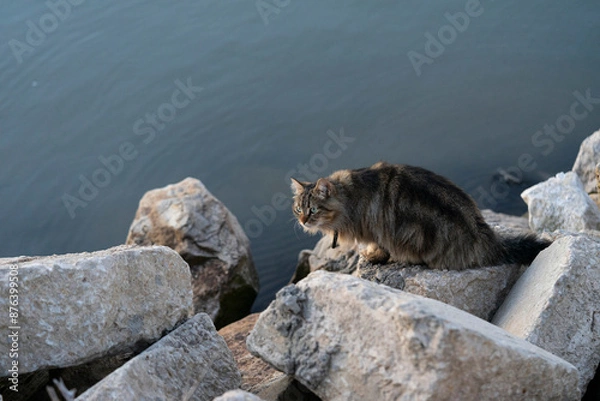 Fototapeta A fluffy brown cat with green eyes perched on large rocks by the water, looking intently ahead. The calm blue water serves as a serene backdrop.