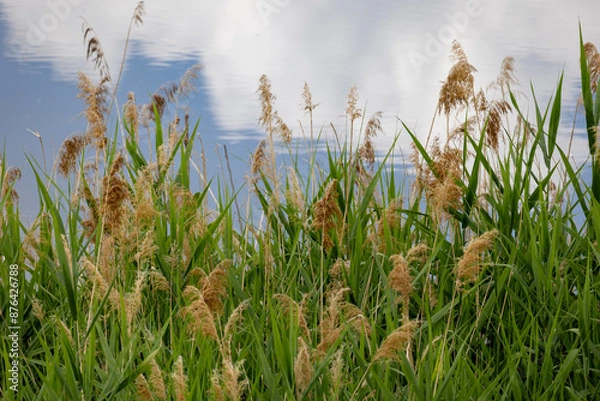 Fototapeta grass and sky
