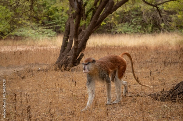 Fototapeta monkey in the savannah