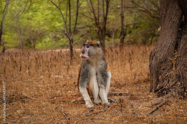 Fototapeta black tailed macaque