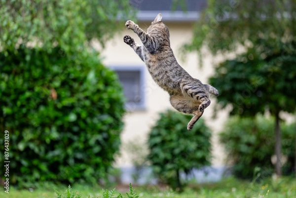 Fototapeta cat jumping high in the air