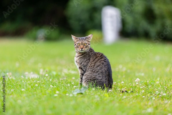 Fototapeta tabby cat on meadow