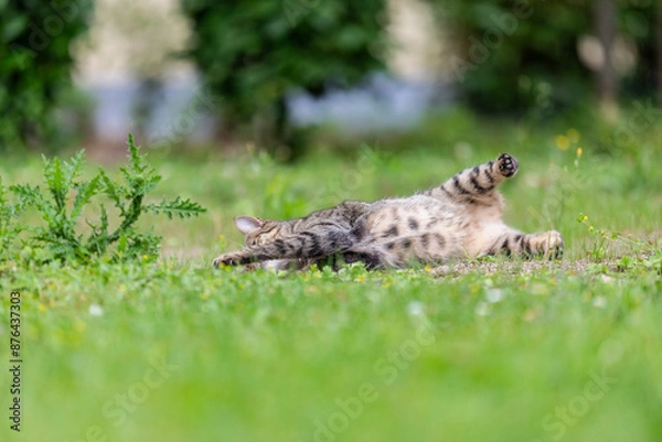 Fototapeta tabby cat on meadow