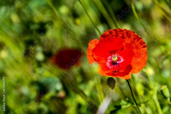 Fototapeta Reifer Mohn