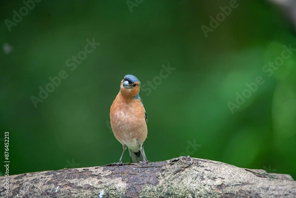 Obraz chaffinch