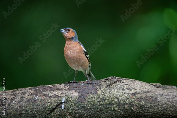 Obraz chaffinch
