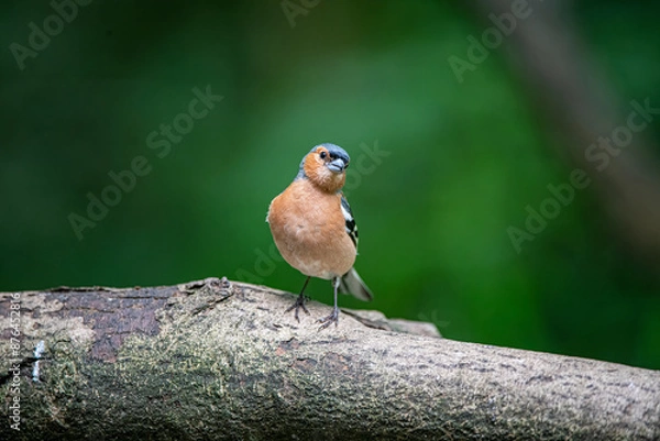 Obraz chaffinch 