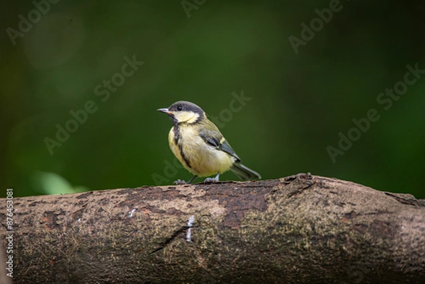 Obraz Great Tit