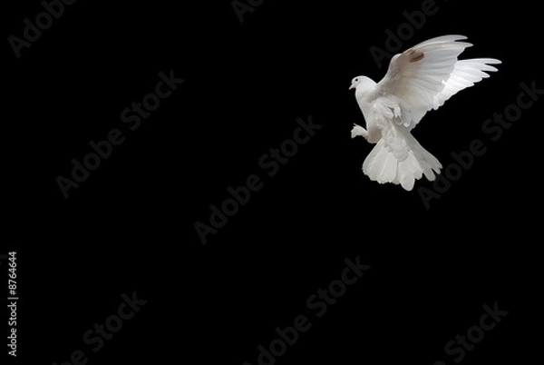 Obraz Biały gołąb