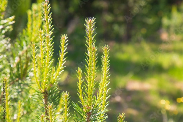 Fototapeta A pine tree grows in the forest.The annual growth of the dormouse.