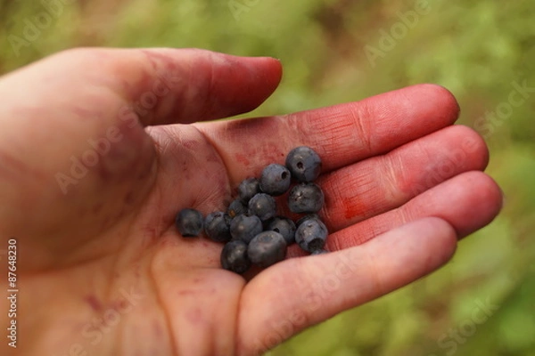 Fototapeta jagody leśne
