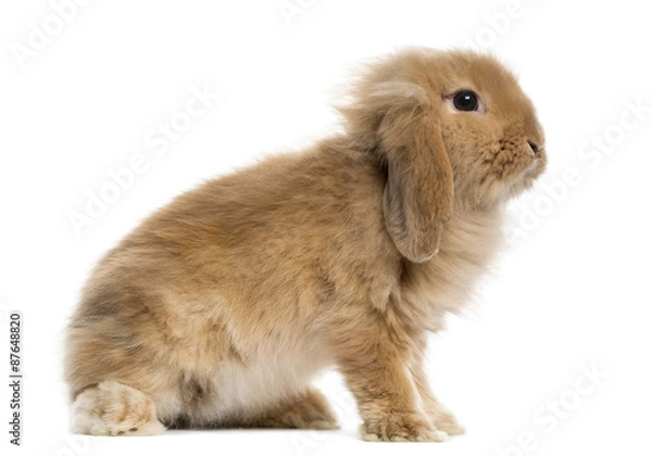 Fototapeta Lop Rabbit in front of a white background