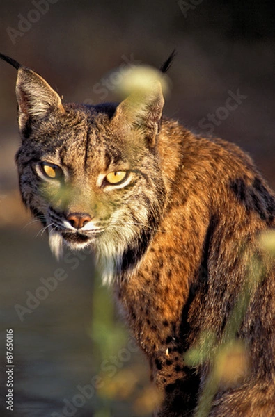 Obraz Lince iberico
