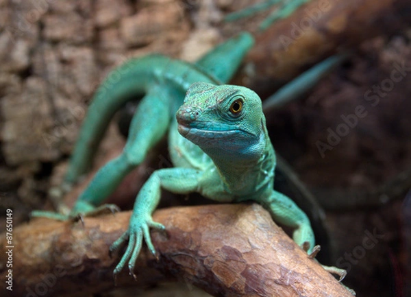Fototapeta Basiliscus
