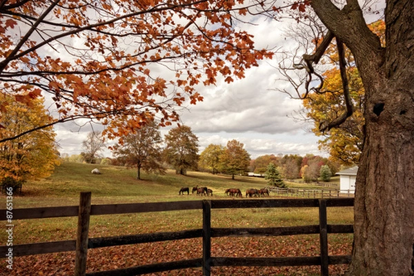 Obraz Horses in Autumn