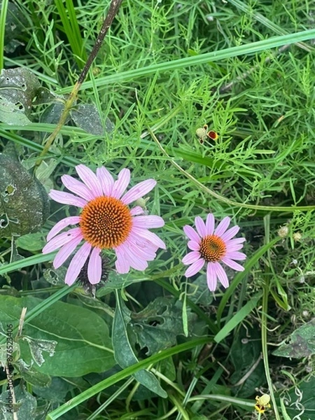 Obraz Pink Daisy Flower