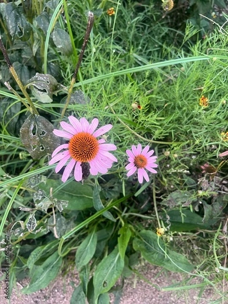 Obraz Pink Daisy Flower