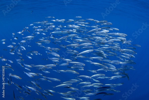 Obraz Ball of sardines near the surface.Small fish in huge shoal.  Common fish in the ocean are looking for food. 