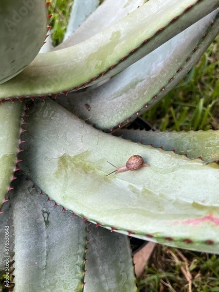 Obraz Snail on cactus