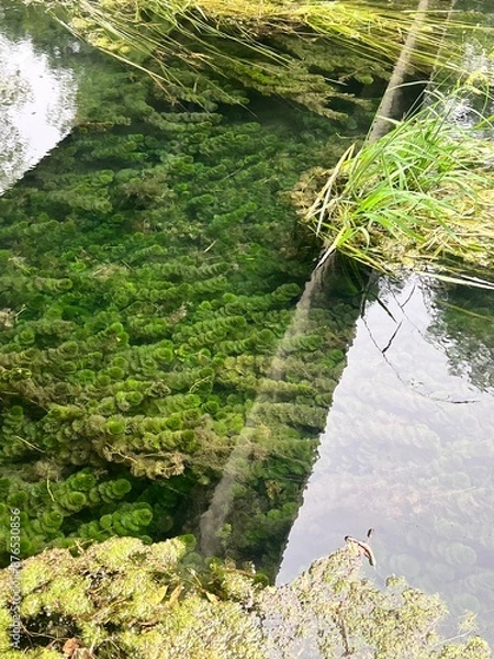 Obraz river in the forest