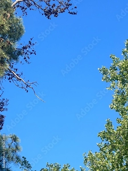 Obraz branches against blue sky