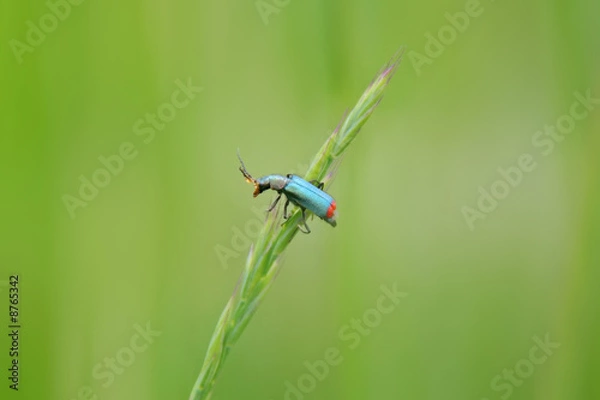 Fototapeta Kleiner Käfer