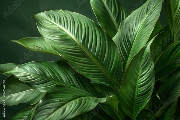 Fototapeta Spathiphyllum Cannifolium Leaves with Dark Green Texture