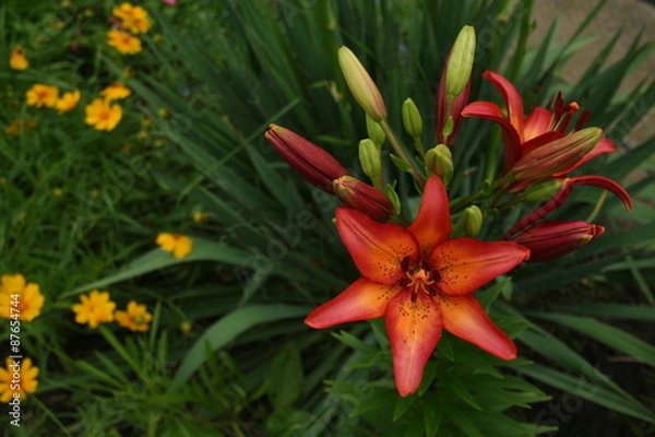 Obraz Flower Lily