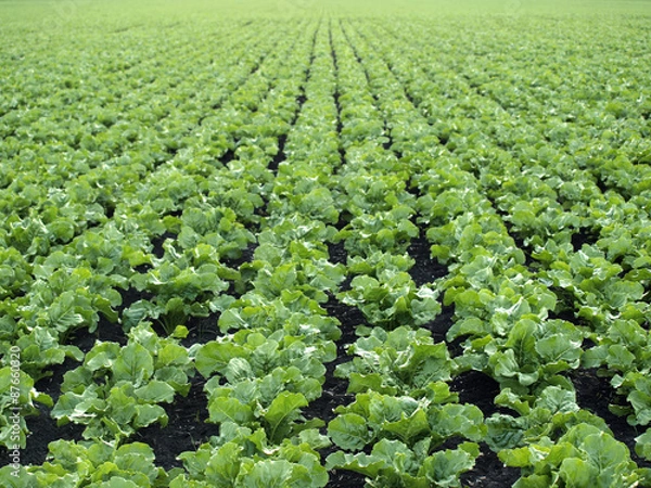 Obraz Pole buraków cukrowych