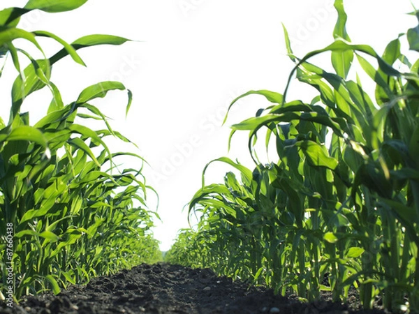 Obraz Corn Field 