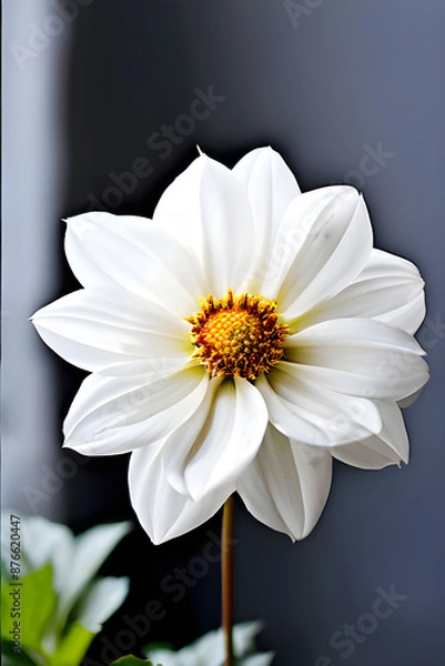 Obraz White daisy flower 