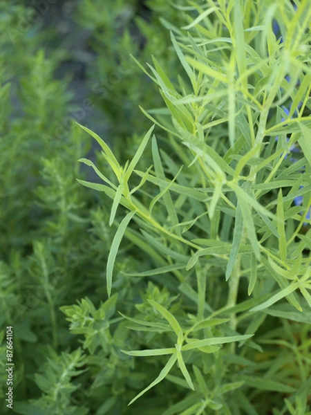 Obraz Artemisia Dracunculus