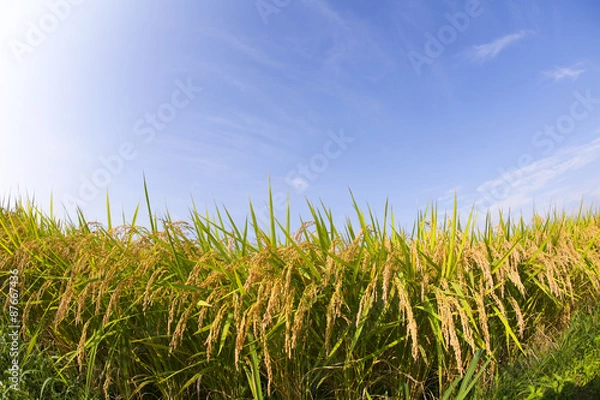 Fototapeta 田んぼと青空