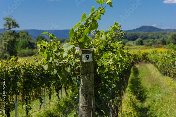 Fototapeta Vineyard