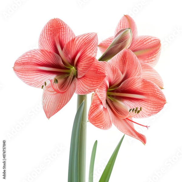 Fototapeta Amaryllis Flower