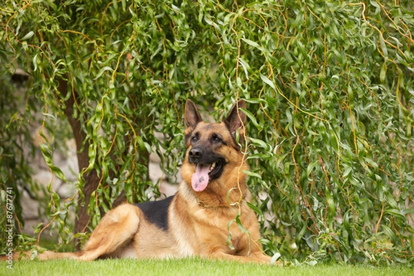 Obraz German shepherd dog